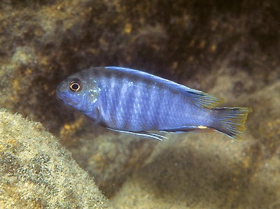 Pseudotropheus lucerna 'Chitande Island'